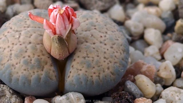 Lithops Verruculosa rose of Texas (flowering time)