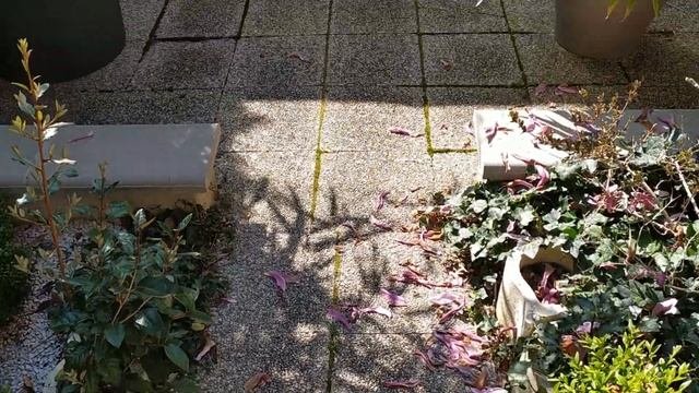 ВТОРАЯ НЕДЕЛЯ КАРАНТИНА ВО ФРАНЦИИ, МОЙ САД