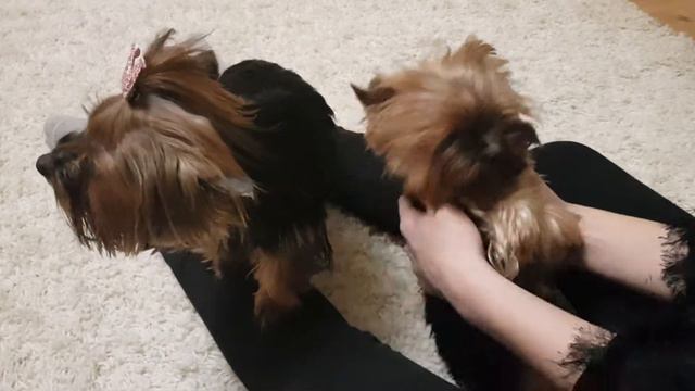 yorkshire terrier relax - Йоркширский терьер отдихает