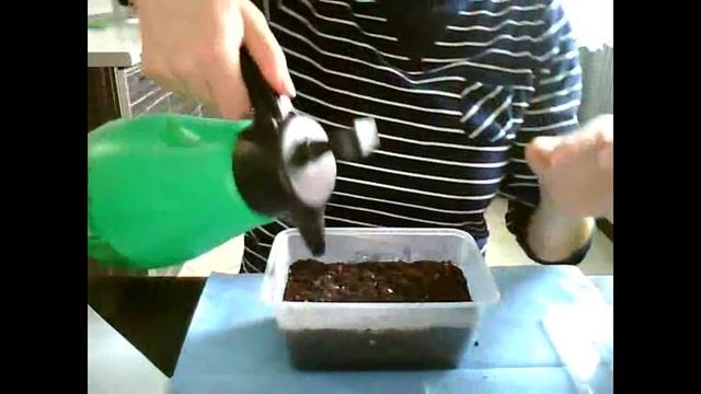 ЦЕЛОЗИЯ ГРЕБЕНЧАТАЯ! Обязательный посев в 2017г.!!! Всхожесть 100%!