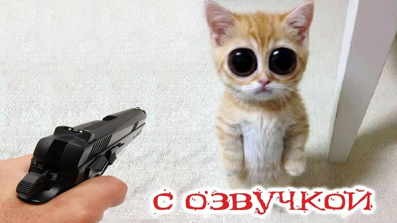 Приколы с котами! Смешные коты! - С ОЗВУЧКОЙ! Самые смешные животные!