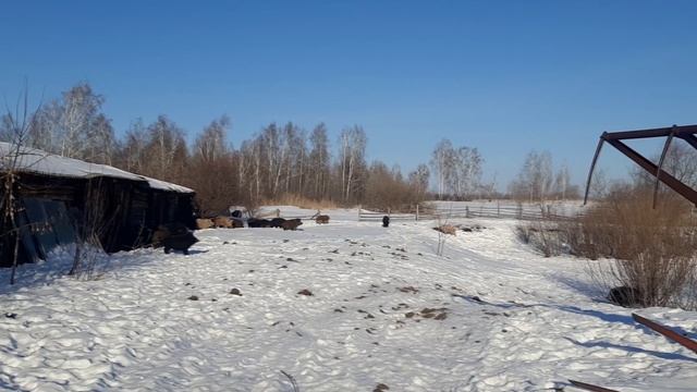 Кабанья ферма. Вёрсты Зауралья.