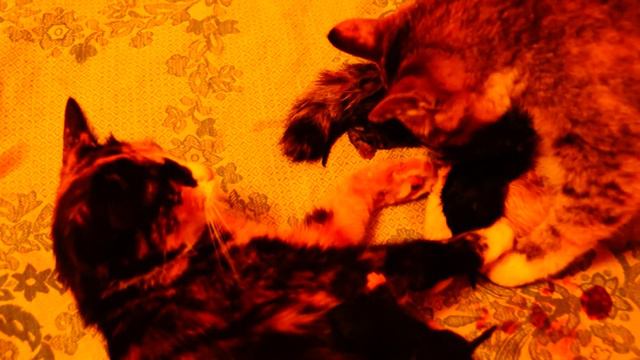 Роды у двух кошек сразу