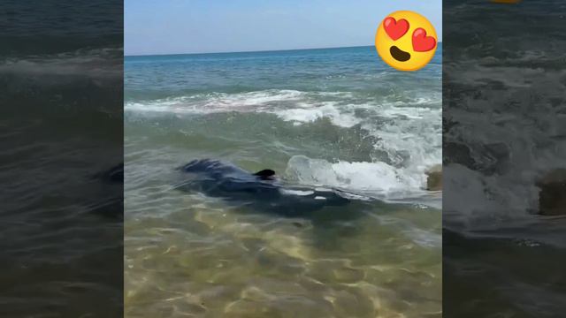 Дельфин и море