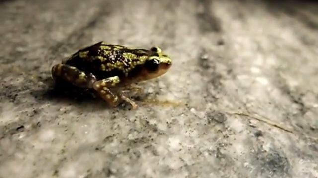 Samsung ES30 Video Test on a tiny insect and a frog