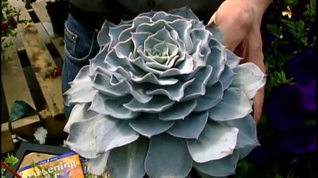 4 - Using Colour in the garden: Yellow, Blue, Purple, and Black - Gardening with Colour series