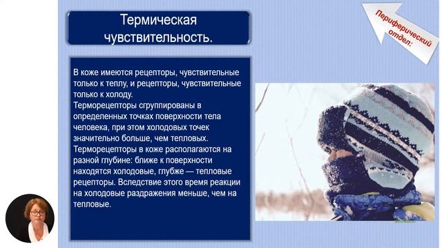 Биология, 11-й класс, Кожный анализатор, тактильные, тепловые и болевые раздражители