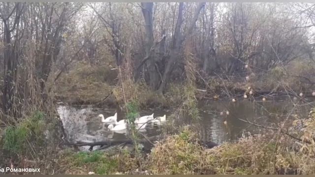 Потеряла гусей.