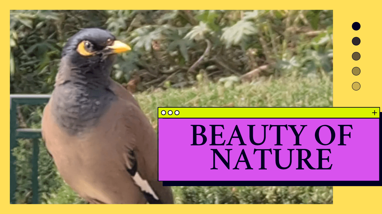 BEAUTY OF NATURE/Flowers and Birds/ Cats/Природа/Цветы, птицы, и не только. Ganei Ya'ar