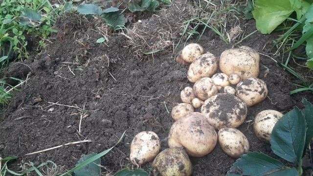 Эксперимент под мульчейКартофель в коробечерри желтый