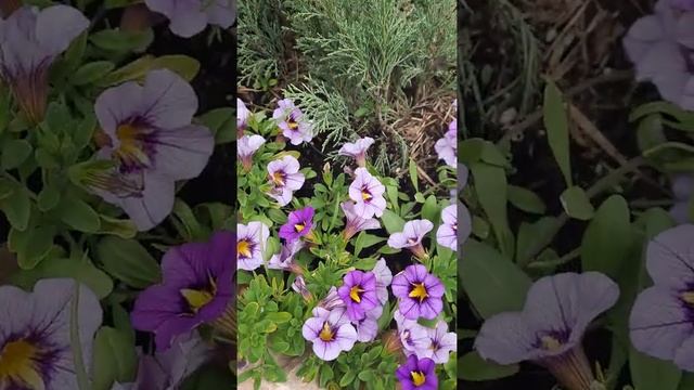 Ручей из камней- элемент декора на клумбе и отличный массаж для ног
