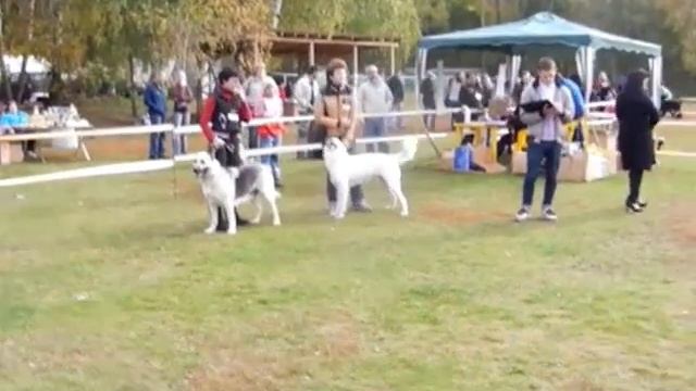 Выставка собак "Соседи по планете 2012" САС г.Раменское