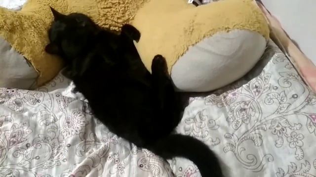 Котяра отдыхает