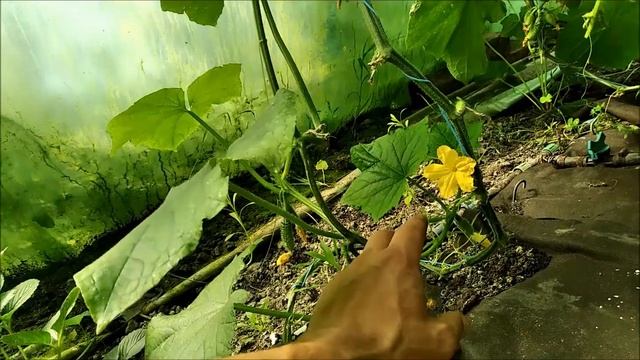 СУПЕР ПРЕПАРАТ ОТ МУРАВЬЁВ ФАС-ДУБЛЬ!ПРЕДОТВРАЩЕНИЕ НАШЕСТВИЯ ТЛИ!