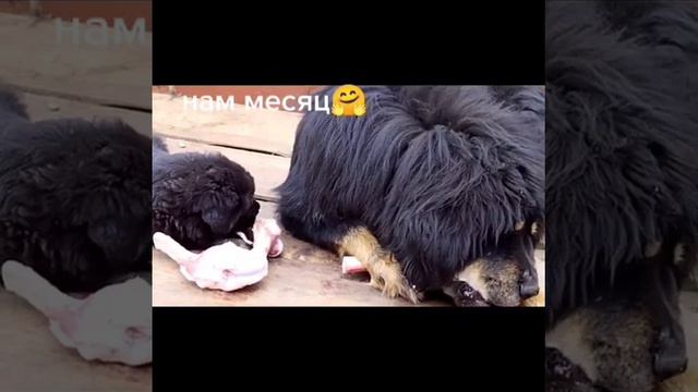 тибетский мастиф