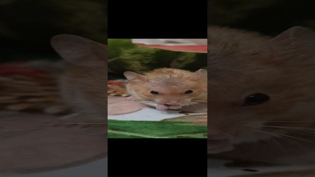 проголодался🐹🐹🐹