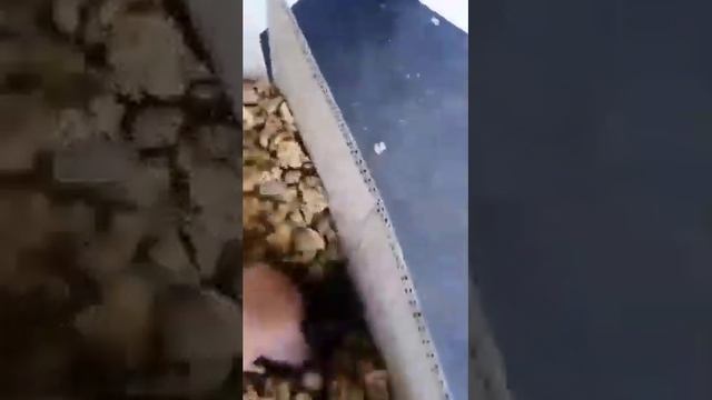 Грецкий орех оптом.
