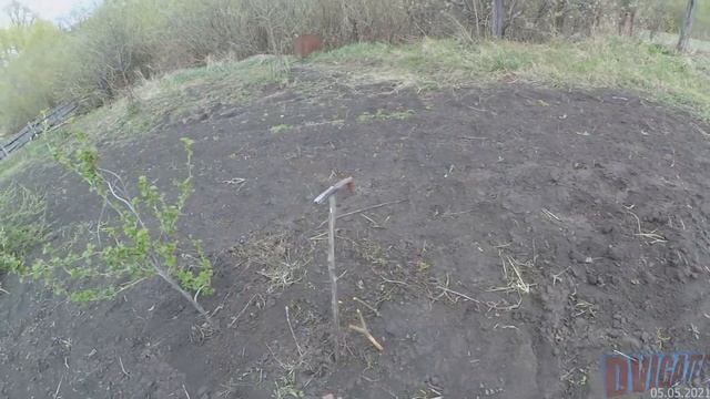 За 2 года ты получишь полноценные саженцы яблони любого сорта Прививки груш и яблонь 2021