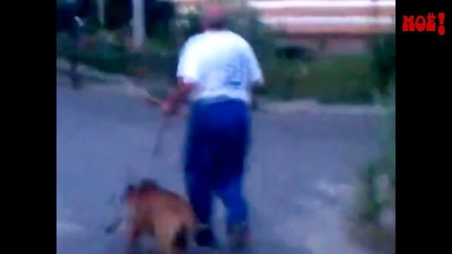 Собака с кошкой в зубах
