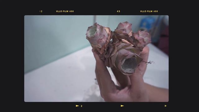 Apartment Diary: Greenovia Aurea El Hierro