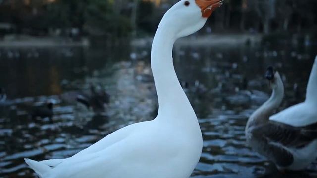 CANON 6D MARK ii & CANON 135MM F/2 (SAMPLE IMAGES)