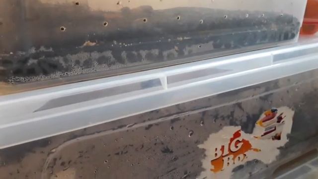 Улитка сделала кладку! Что делать???