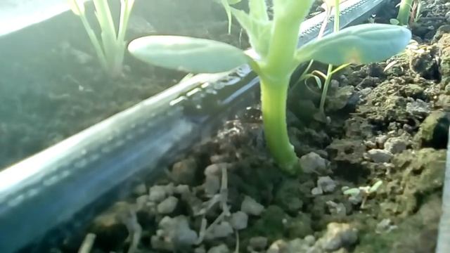 Открытый грунт 2016 Капельный полив