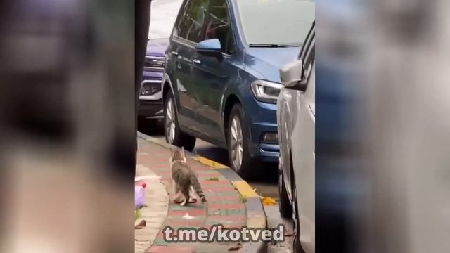 Видеонарезка: "Смешные кошки дурачатся"