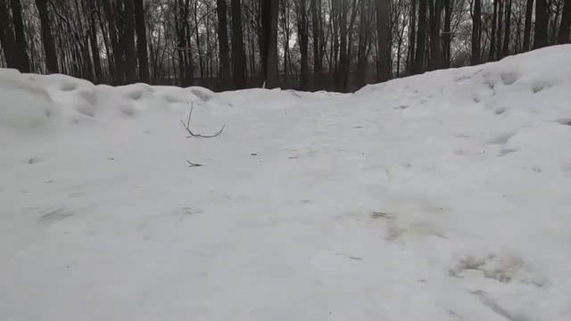 Remo s-max на снегу
