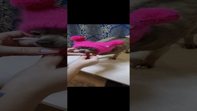 Лайфхак шапочка у собачки