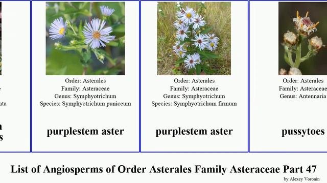 List Of Angiosperms Of Order Asterales Family Asteraceae Part 47 Raoulia Psiadia Ptilostemon Pygmy