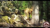 Волк в Саяно-Шушенском заповеднике: видео с фотоловушки