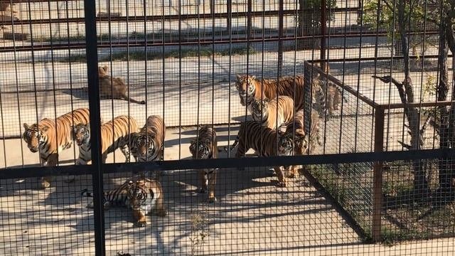 Конфеты полетели тиграм! Тайган Candy flew to the tigers! Taigan