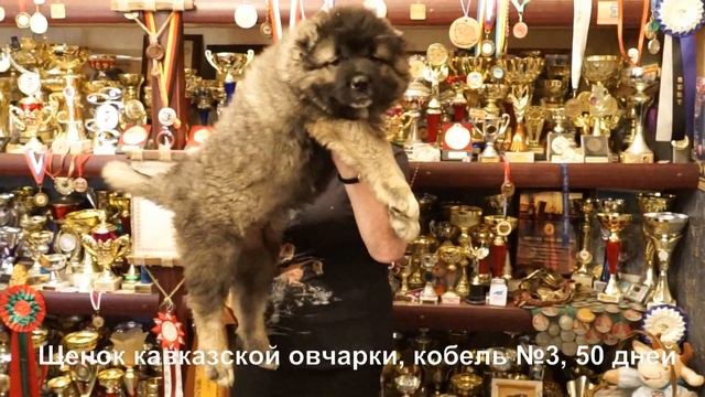 Щенки Кавказской овчарки, 50 дней, кобели. www.r-risk.ru +79262205603 Татьяна Ягодкина