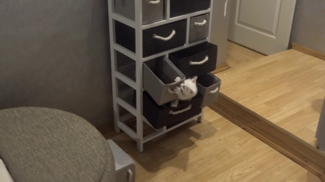 Банда котов терроризирует дом !!! )))