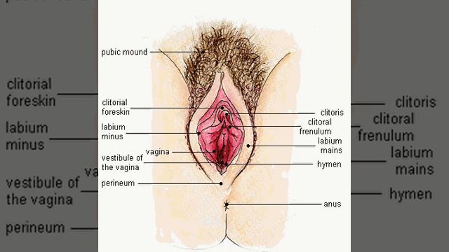 Женские половые органы