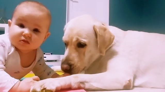 Лабрадор с грудными детьми. Labladors love to play with childrens