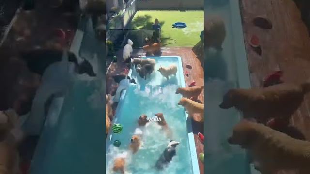 собачки в бассейне