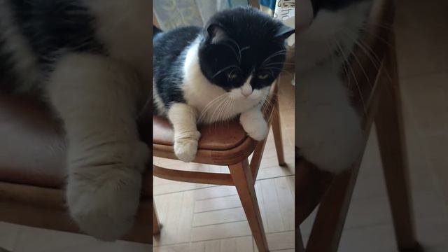 сегодня Рыба 🐟🐟🐟 для 🐱🐱🐱 кота