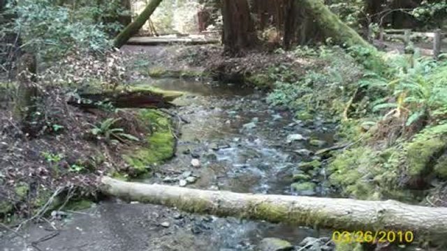 Muir Wood National Park