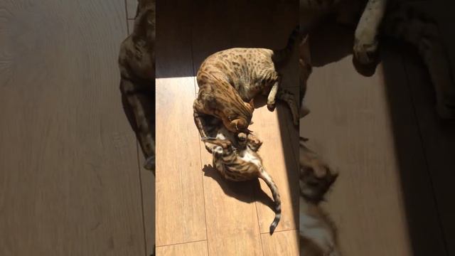 Бенгальская мама кошка играет с котенком