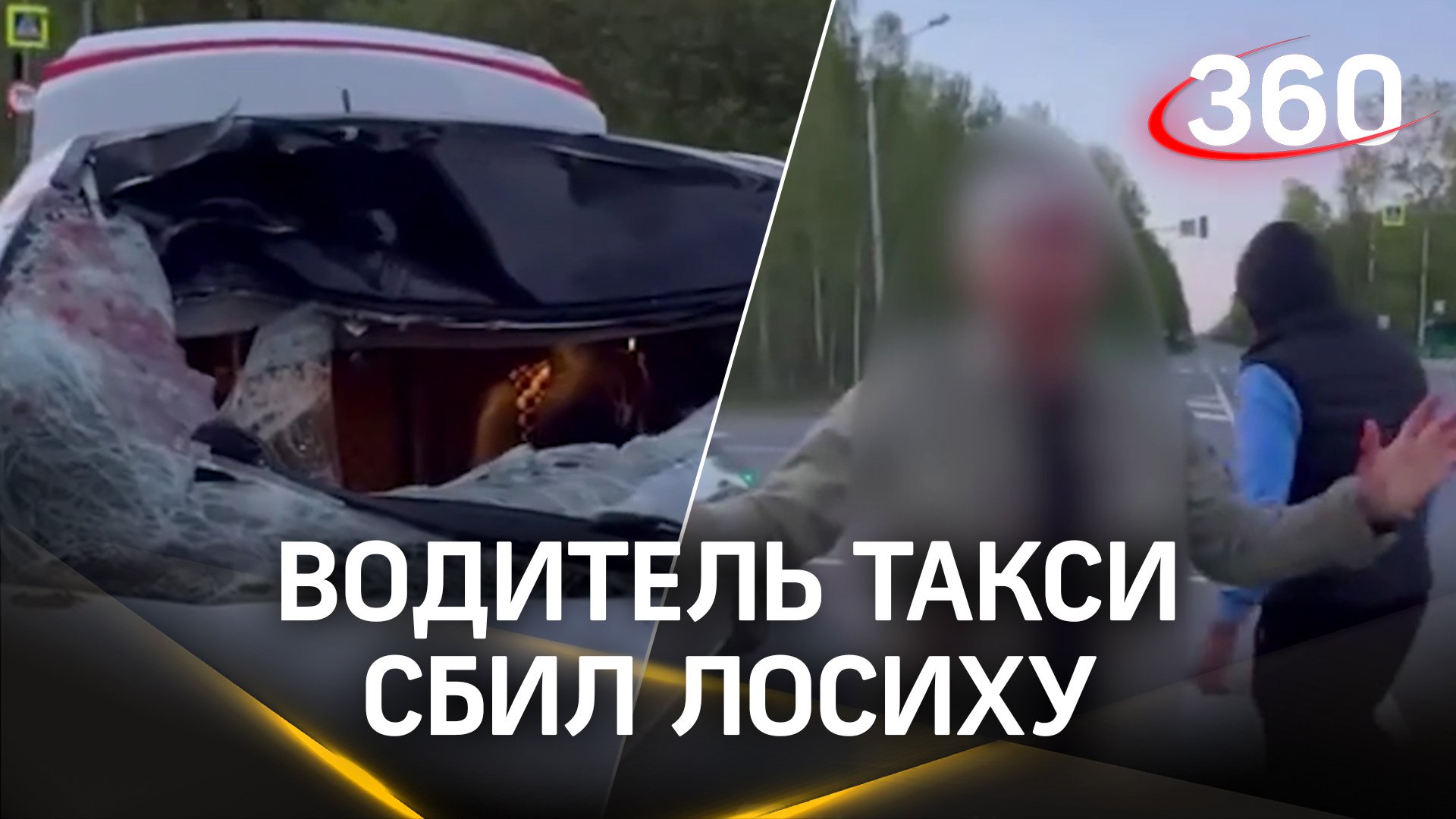 Таксист сбил лосиху на Дмитровском шоссе – все уцелели, кроме машины