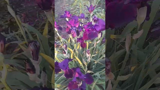 VID_304300501_050544_509.mp4