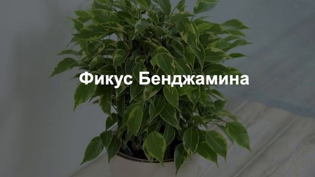 Комнатное растение. Фикус
