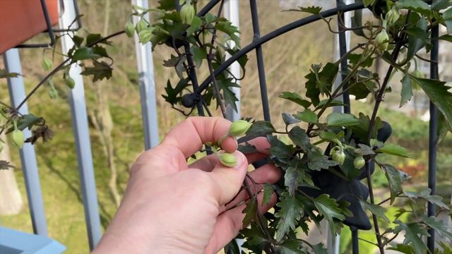 BALCON VLOG : INSTALLER UNE MINI SERRE, REMPOTER ADMIRER LE RÉVEIL DE LA NATURE  🌸 MARS 2020