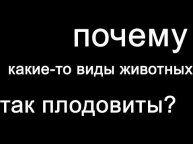 Плодовитость животных. Почему кролики так плодовиты? #shorts