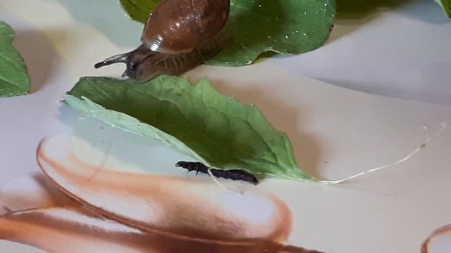 Листовертка смородинная кривоусая гусеница.