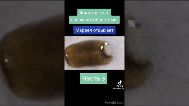 Животные со сверхспособностями
