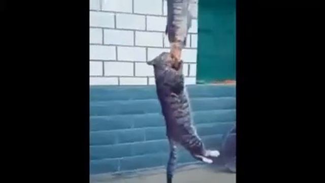 СМЕШНЫЕ КОТЫ И КОШКИ | СБОРНИК ВИДЕО С КОТАМИ