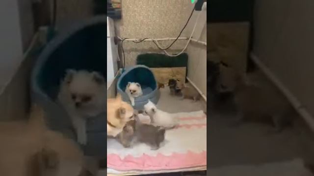 Щенки чихуахуа и Персик